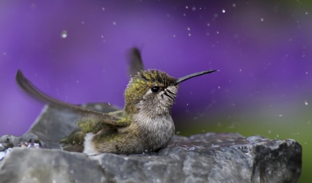 Humming-bird - humming-bird, colibri, purple, macro, cute, pasare