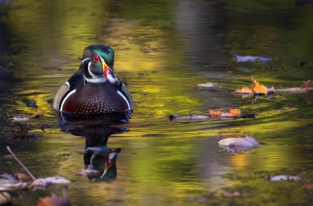 Duck - lake, pasare, bird, water, black, duck, green