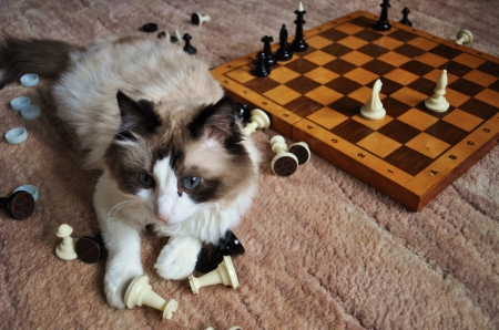 Playing chess