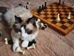 Playing chess