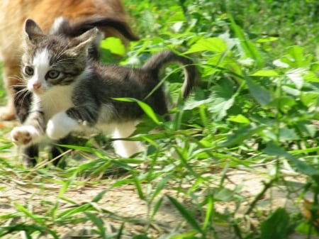 Run, kitty, run! - pisica, running, kitten, funny, green, cute, cat