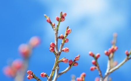 FlowersBuds - Buds, 2016, Flower, nature