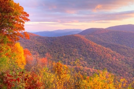 Shenandoah National Park, Virginia - fall, trees, season, colors, forest