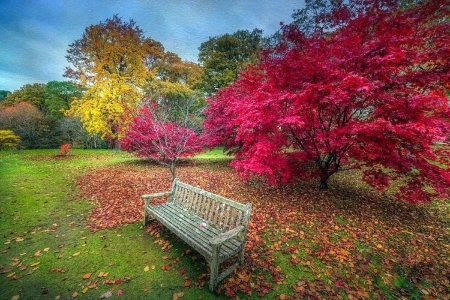 Autumn Park - trees, attractions in dreams, photography, colors, fall season, parks, leaves, autumn, maples, bench, love four seasons