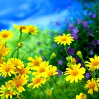 Yellow Daisies