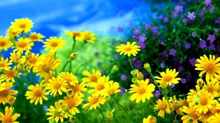 Yellow Daisies - nature, daisy, pretty, flower