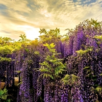 Ashikaga Flower Park,Japan