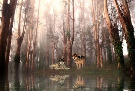 Wolf Reflections - wolfs, cute, adorable, animals