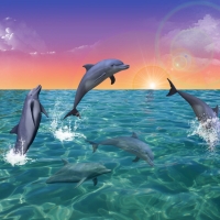 DOLPHINS AT PLAY