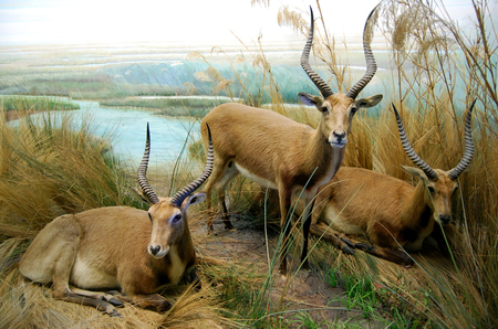 africa impala - south africa, masai mara, park, antelope