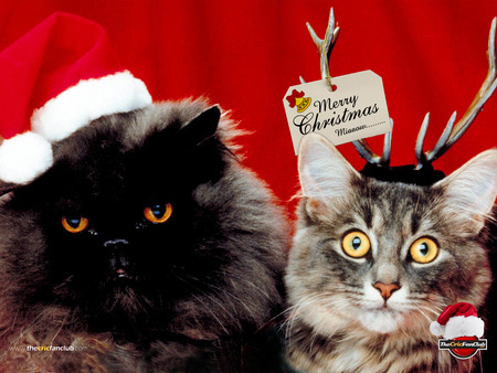 Merry Christmas Cats - funny, animals, christmas, cats