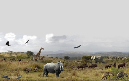 Hluhluwe National Park - clouds, bird, birds, giraffes, africa, elephants, animal, elephant, giraffe, hluhluwe, hyena, rhino, sky, animals, wild, rhinoceros