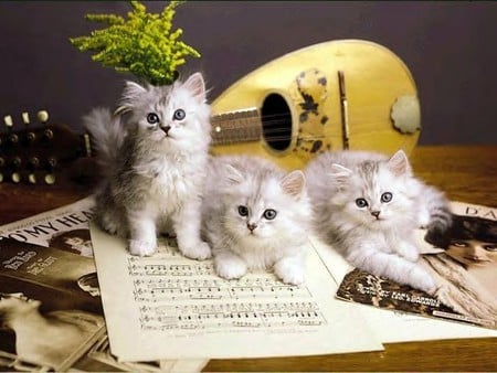 Learning music - cute, sweet, kitty