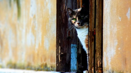 veneziancat - wallpapers, animals