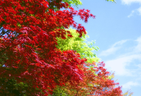 Japanese Maple (Acer palmatum) - fall, autumn, acer palmatum, acer, maple, japanese maple