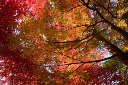 Japanese Maple (Acer palmatum) - fall, autumn, trees, acer, tree