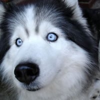 Husky with blue eyes