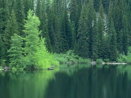 Total green - lake, trees, beautyful