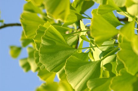 Ginkgo biloba (Maidenhair Tree) - ginkgo tree, dinosaur, ginkgo, maidenhair tree