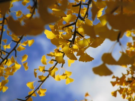 Ginkgo biloba (Maidenhair Tree) - ginko biloba, autumn, fall, ginkgo, dinosaur, leaves, tree