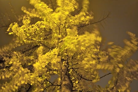 Ginkgo biloba (Maidenhair Tree) - ginkgo, fall, ginko biloba, dinosaur, leaves, tree, autumn