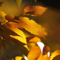 Zelkova leaves in autumn/fall