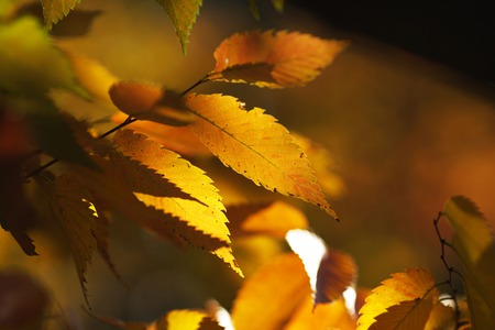 Zelkova leaves in autumn/fall - fall, zelkova, tree, autumn