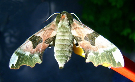 butterfly - animals, butterflies