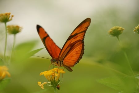 butterfly - animals, butterflies