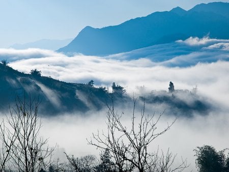 Sa Pa - fog, tree, mountain, high