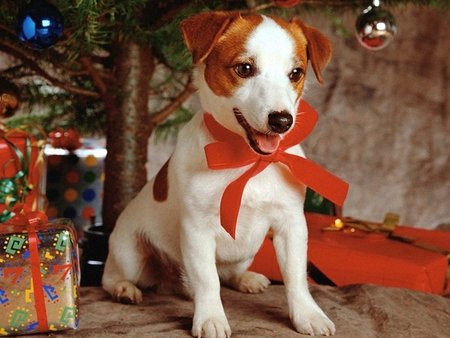 A Puppy for Christmas - christmas, gifts, cute, ribbon, puppy