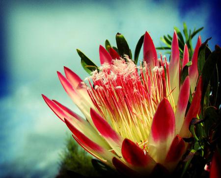 Flower - abstract, flower, red