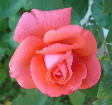 Rose - flower, pink, nature, rose