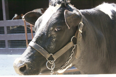 Cowing around - zoo, cow