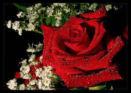 Red rose - roses, flowers