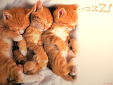 Kittens - kittens, 3d