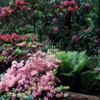 Azaleas