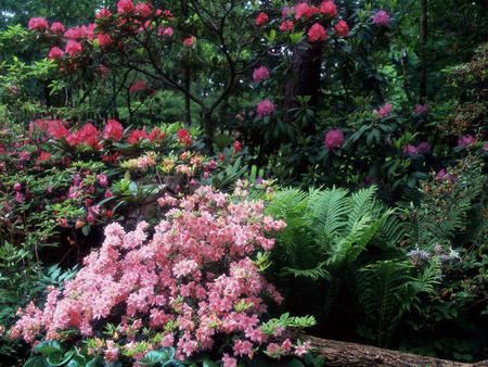 Azaleas - gardens, flowers