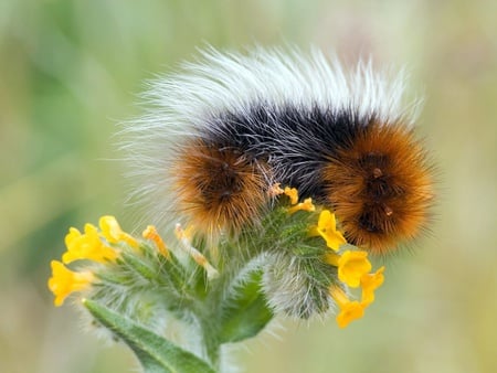 Caterpillar - brown, caterpillar, fluffy, yellow, bug, insect, orange, flowers