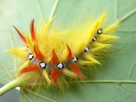 Caterpillar - caterpillar, yellow, fluffy, red, bug, insect