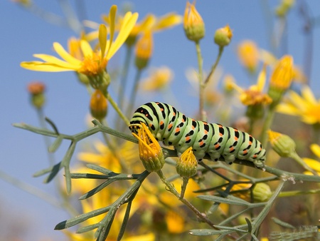 Caterpillar - caterpillar, yellow, bug, insect, green, flowers