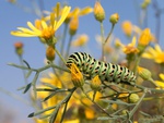 Caterpillar