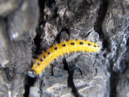 Caterpillar - insect, yellow, caterpillar, bug