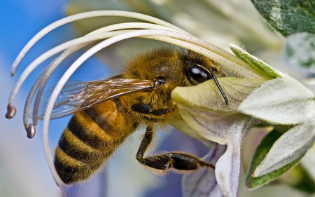 Bee In Flower - honey, bee, wings, pollen, flower