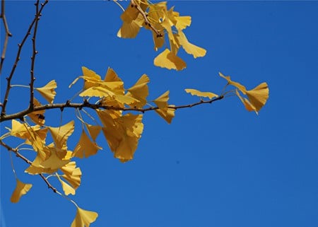 Ginkgo biloba (Maidenhair Tree) - maidenhair tree, ginkgo, fall, autumn, dinosaur, tree, ginkgo biloba