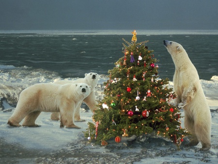 I think everyting is perfect - christmas, white, polar, snow, celebration, bears, animals