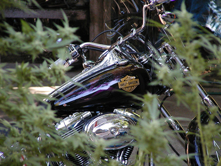 Motorcycle Jungle - chrome, harley