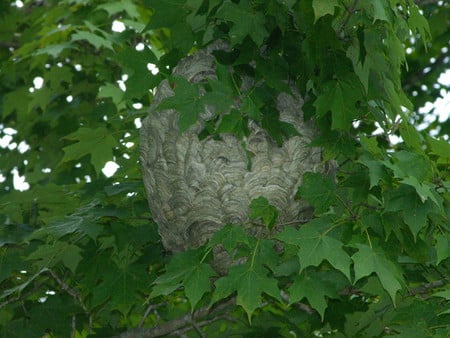 The Hive - bees, nature, summer