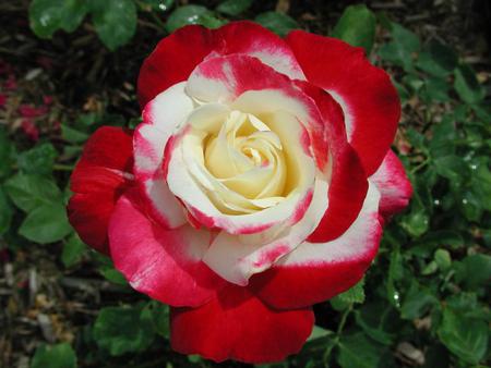 DOUBLEDELIGHT ROSE  - white, red, rose, yellow, doubledelight