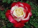 DOUBLEDELIGHT ROSE 